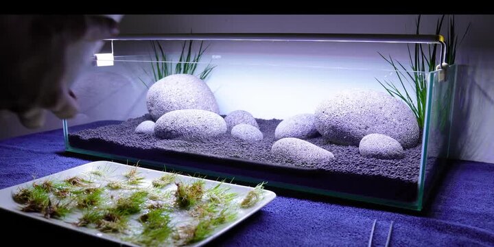 Aquascape Aquascaping Fish tank