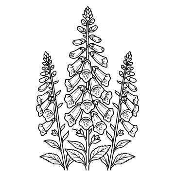 Foxglove flower cluster botanical line art Digitalis purpurea detailed vertical floral illustration isolated on white for coloring page botanical print and design