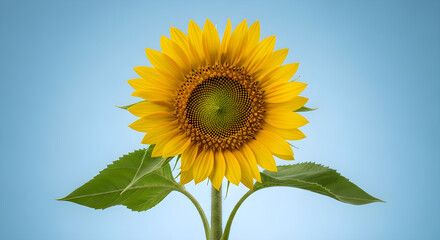 Obraz premium sunflower on blue background for home nursery 