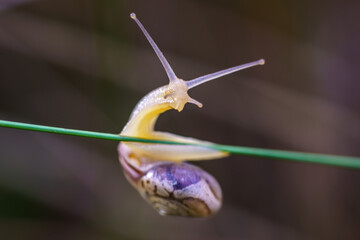Makrofotografia ślimaka wspinającego się na cienką, zieloną łodygę trawy. Zbliżenie na detale muszli, czułki i oczy, na rozmytym, ciemnym tle. Naturalne środowisko. © Henryk Niestrój