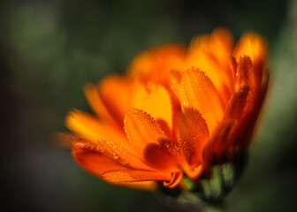  Makro w pełni rozwiniętego kwiatu nagietka lekarskiego (Calendula officinalis). Pomarańczowe płatki pokryte drobną poranną rosą w promieniach słońca, na ciemnym, rozmytym tle z efektem bokeh