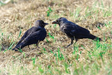 Dorosła kawka karmiąca pisklę na trawie. Naturalne zachowanie ptaków, karmienie młodych w okresie lęgowym. Zbliżenie na detale upierzenia i szeroko otwarty dziób młodego ptaka. © Henryk Niestrój