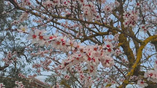 spring Blossom tree branches with pink Flowers against blue Sky, nature renewal background