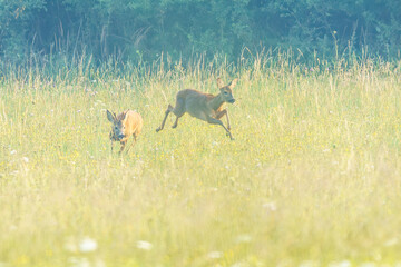 Dwie sarny w dynamicznym skoku przez kwiecistą łąkę o świcie. Malowniczy krajobraz z dziką przyrodą w porannej mgle i miękkim świetle. Ekspresyjne ujęcie polskiej fauny w ruchu. © Henryk Niestrój