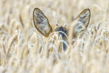 Zabawne ujęcie uszu i małych rogów sarny wystających z gęstego pola zboża. Ukryte dzikie zwierzę w wysokich kłosach pszenicy. Unikalna perspektywa na polską faunę i naturę w letni dzień. © Henryk Niestrój