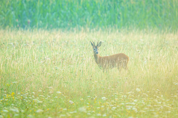 Młody rogacz sarny stojący na kwiecistej łące o świcie. Malowniczy krajobraz z dziką przyrodą w miękkim, porannym świetle i delikatnej mgle. Sielski widok polskiej natury i zwierząt leśnych. © Henryk Niestrój