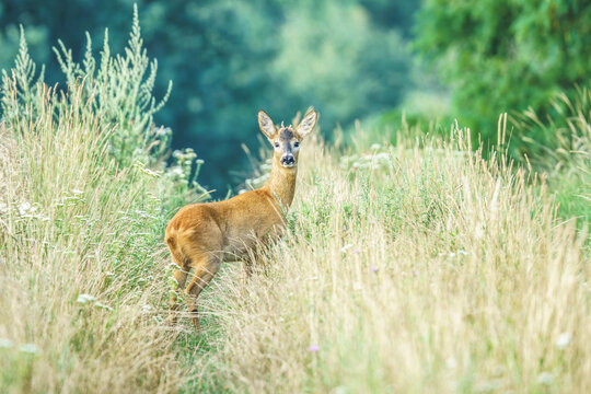 Młody kozioł sarny stojący pośr&oacute;d wysokich traw i polnych kwiat&oacute;w. Malownicze ujęcie dzikiej przyrody w miękkim, porannym świetle. Sielski krajobraz z polską fauną w roli gł&oacute;wnej.