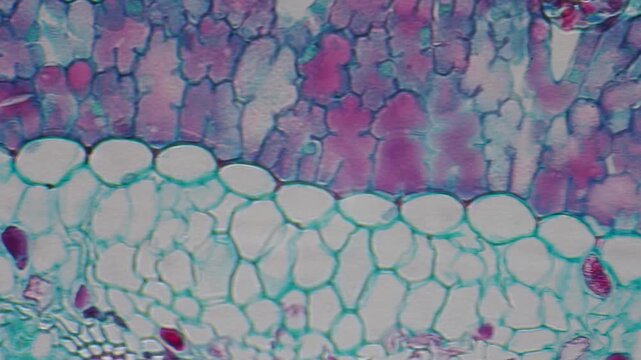 Microscopic Tissue Cells Pine Leaf. Microscopic view of stained pine leaf tissue showing cellular structure. Scientific video of pine leaf cross section. Detailed cellular structures are visible.