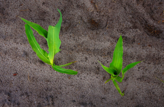 Mais w&auml;chst auf einem Feld - Landwirtschaft