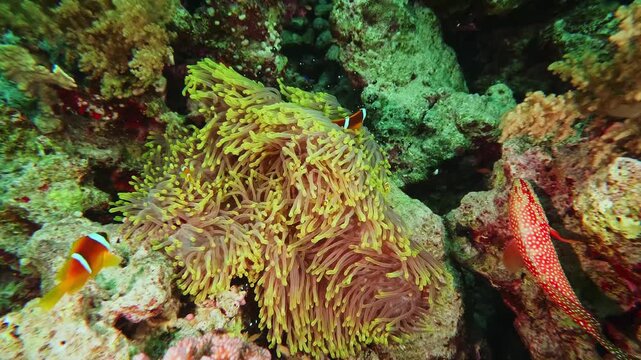 This underwater footage captures the symbiotic relationship between a pair of colorful clownfish and their host sea anemone within a thriving coral reef ecosystem. The vibrant anemone tentacles provid