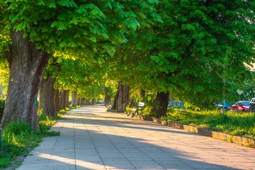 area of the old city park. lantern near wooden bench under lush chestnut trees along wide walking path in morning light. empty urban landscape in springtime. cozy place in uzhhorod, ukraine © Pellinni