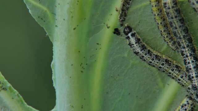 Cabbage white butterfly caterpillar (Pieris brassicae) crawling on green leaf vein, black spotted larva, close-up, natural lighting. Survival Instinct and Power.