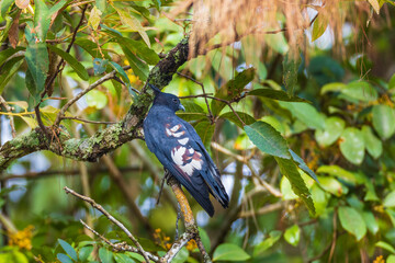 Obraz premium Black baza (Aviceda leuphotes) bird perched on a branch.