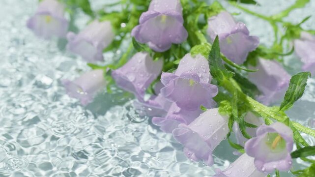 Lavender bellflowers with water droplets on rippling water