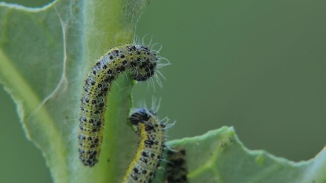 Two cabbage white butterfly caterpillars (Pieris brassicae) eating green cabbage leaf, larvae feeding, close-up, soft light. Interconnection and Intricacy.