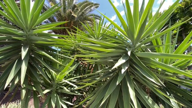 Yucca aloifolia or Spanish bayonet tree in the garden close up.Tropical plants concept,4K	