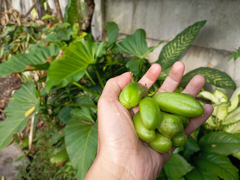 Fresh green bilimbi fruits held in a hand