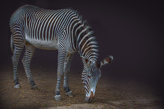 Grevys Zebra Grazing in Dark Moody Studio Lighting High Contrast Wildlife Portrait with copy space