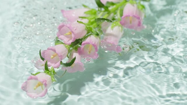 Pink bell-shaped flowers floating on rippling water with droplets
