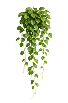 Beautiful Hanging Money Plant (Pothos) Isolated on Transparent Background