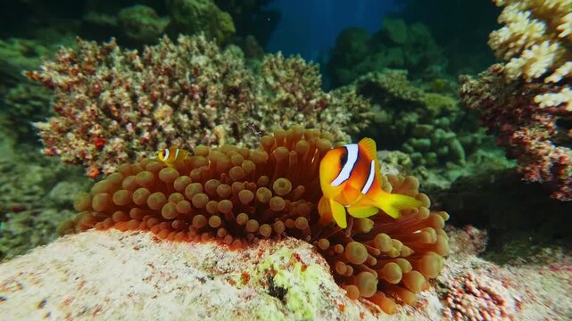 Close up underwater footage of a vibrant Red Sea clownfish Amphiprion bicinctus nestled within its host anemone likely bubble tip anemone, Entacmaea quadricolor in a colorful coral reef environment.