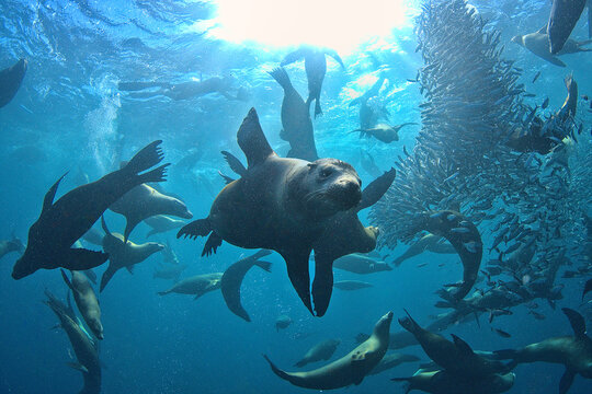 Sea lions