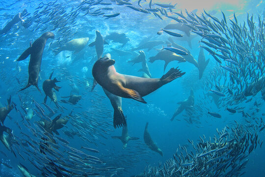 Sea Lion Dance