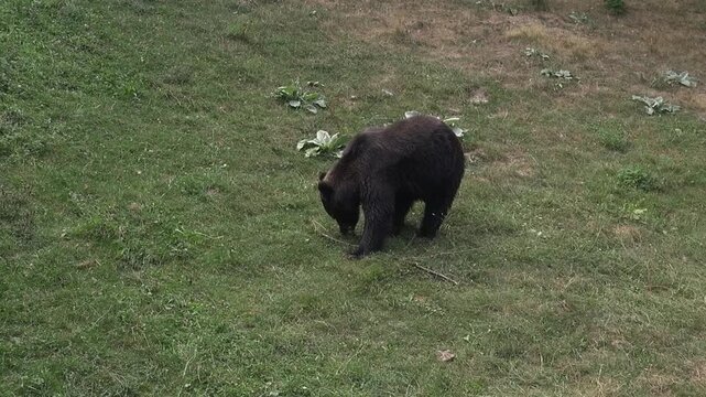 Black bear grass eating searching food nose animal mammal nature