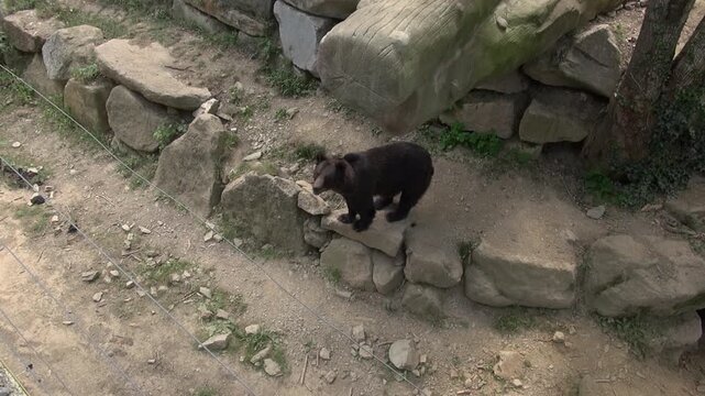 Black bear looking standing animal mammal captivity enclosure wires rocks zoo