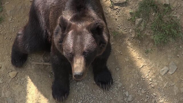 Black bear sitting eyes face looking nose front legs animal mammal close zoo