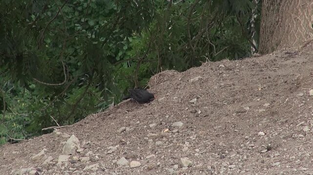 Eurasian Blackbird Turdus merula bird little small black dirt soil animal nature