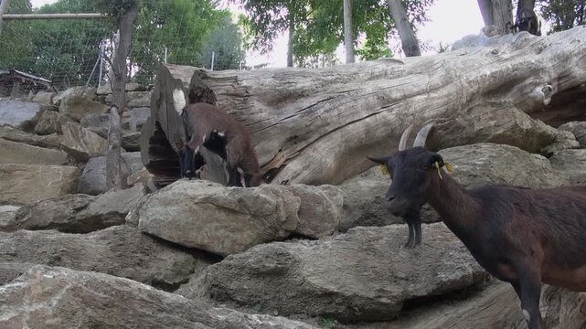 Goats looking face goatee brown horns log rocks animals captivity mammals zoo