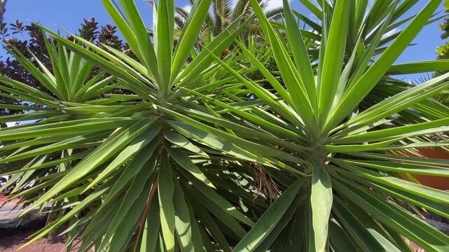 Yucca aloifolia or Spanish bayonet tree in the garden of Tenerife close up.Tropical plants concept,4K	