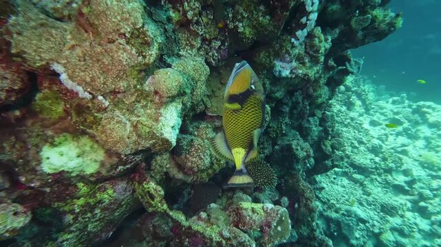 A large and distinctive Titan Triggerfish Balistoides viridescens gracefully navigates through a colorful and healthy coral reef ecosystem in clear tropical waters, showcasing the beauty of marine lif