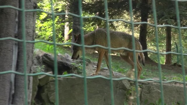 Wolf walking fence Canis lupus face captivity animal mammal trees zoo