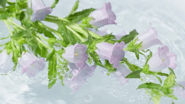 Light purple flowers with green stems in water