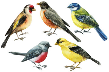 spring birds watercolor clipart set with colorful songbirds isolated on light background for nursery decor and nature design © Hanna