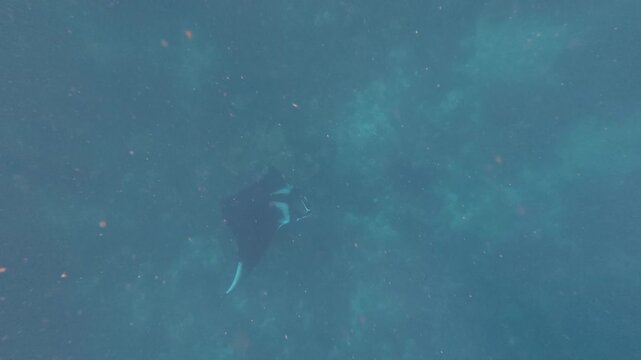 The underwater world with manta silhouette in murky waters, diving with giants, underwater encounter, deep blue swimmer