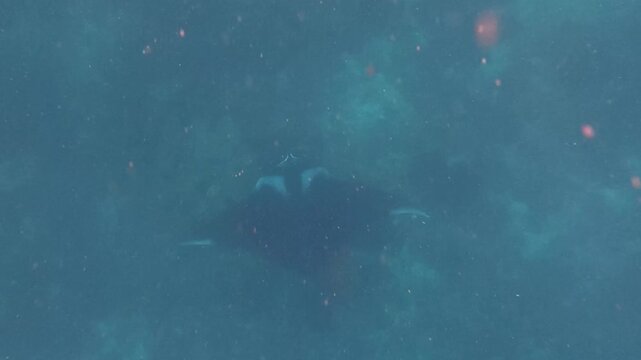 The underwater world with manta silhouette in murky waters, diving with giants, underwater encounter, deep blue swimmer