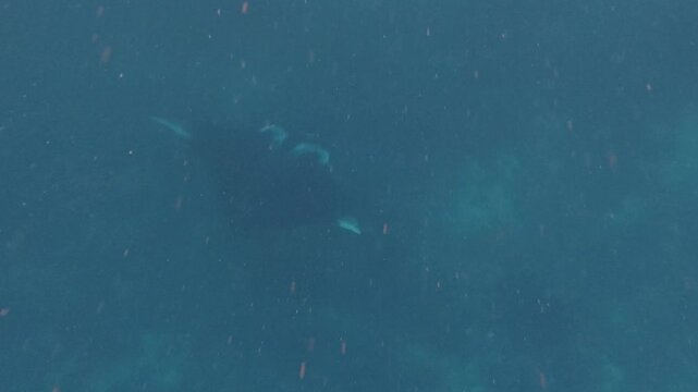 The underwater world with manta silhouette in murky waters, diving with giants, underwater encounter, deep blue swimmer