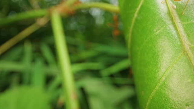 Macro dolly slider close up of red ants walking across a green tropical leaf in natural forest environment. Detailed view of insect activity on plant surface with shallow depth of field and soft green