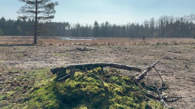 Handheld crane-up shot of moss-covered tree stump on open heathland clearing in Oude Willem forest, Drents-Friese Wold nature reserve.
