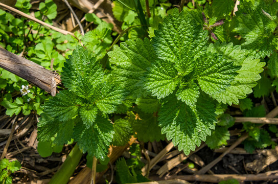 Urtica dioica, a menudo conocida como ortiga com&uacute;n, ortiga ardiente