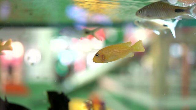 Golden yellow cichlid fish swimming in water tank with colorful blurred pet store background