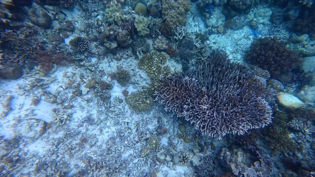 Underwater Wonders of the Tropical Reef with Beauty of Coral Reef Biodiversity	