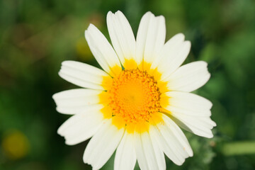Fototapeta premium Macro close-up of a white daisy flower with a bright yellow center in spring, set against a soft green blurred background. Natural floral detail ideal for seasonal and botanical concepts.