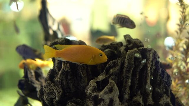Yellow and blue striped cichlid fish swimming around lava rock with plants and bubbles in aquarium