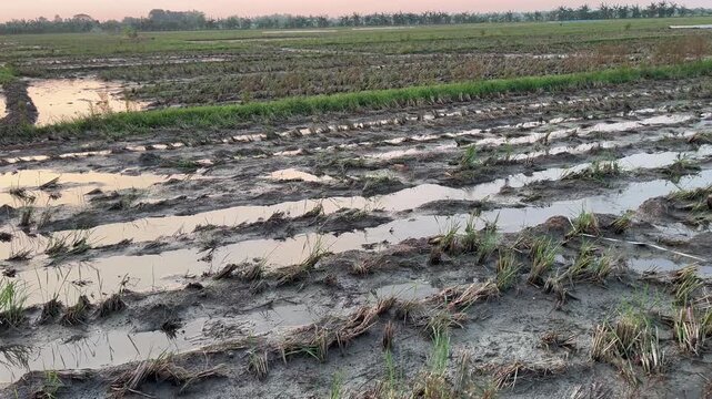 Flooded Post-Harvest Rice Field After Natural Disaster