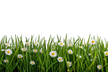 Naklejka premium Green grass and blooming daisy flowers growing in a spring meadow with transparent background
