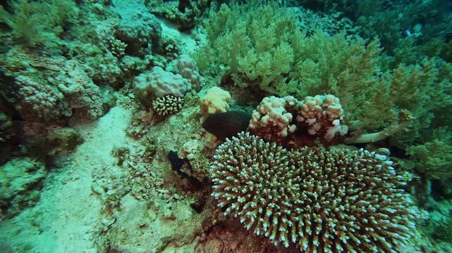 underwater shot showcasing a vibrant and healthy coral reef, teeming with various coral species and potential glimpses of small fish.